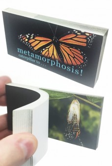 Butterfly Transforms Animated Flip Book