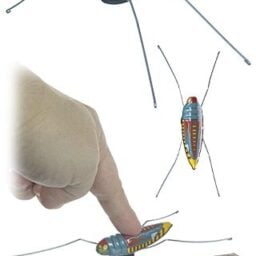 tta3256_jumping_grasshopper_brown__22372