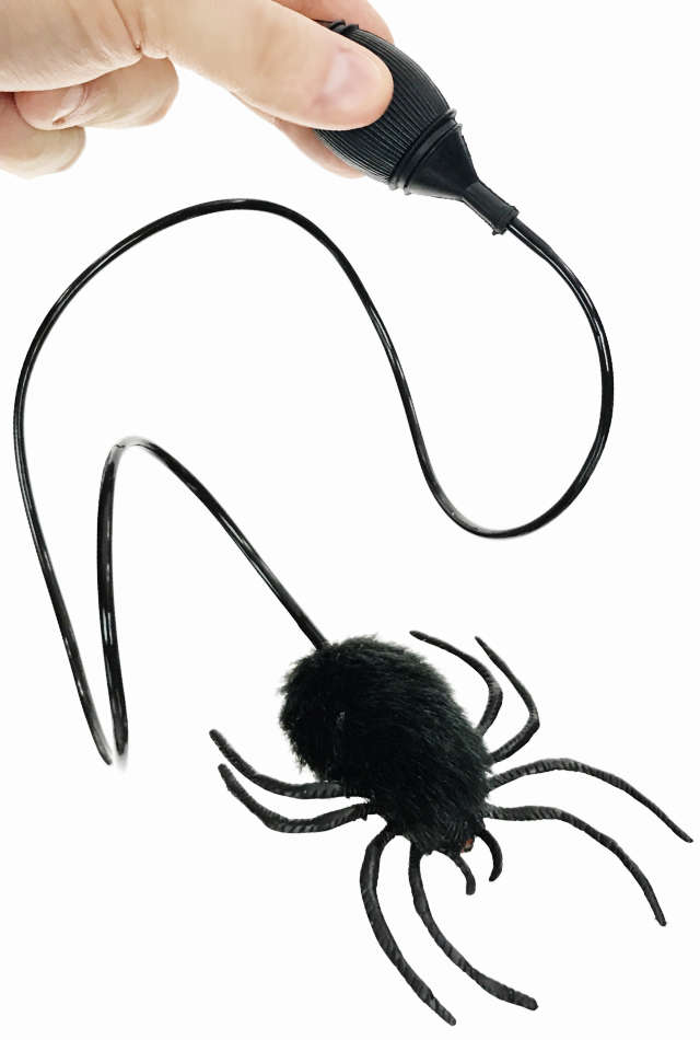 TTA5336-jumping-spider-02