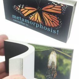 TTA5613-Butterfly-Metamorphosis-Flip-Book-01