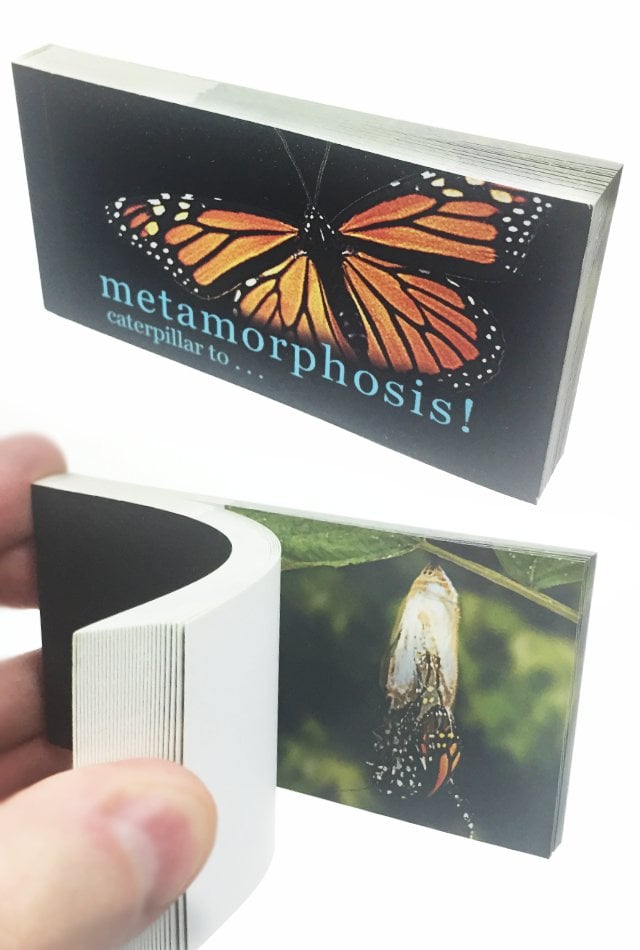 TTA5613-Butterfly-Metamorphosis-Flip-Book-01