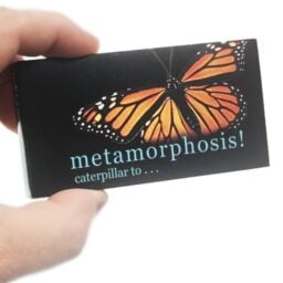 TTA5613-Butterfly-Metamorphosis-Flip-Book-02