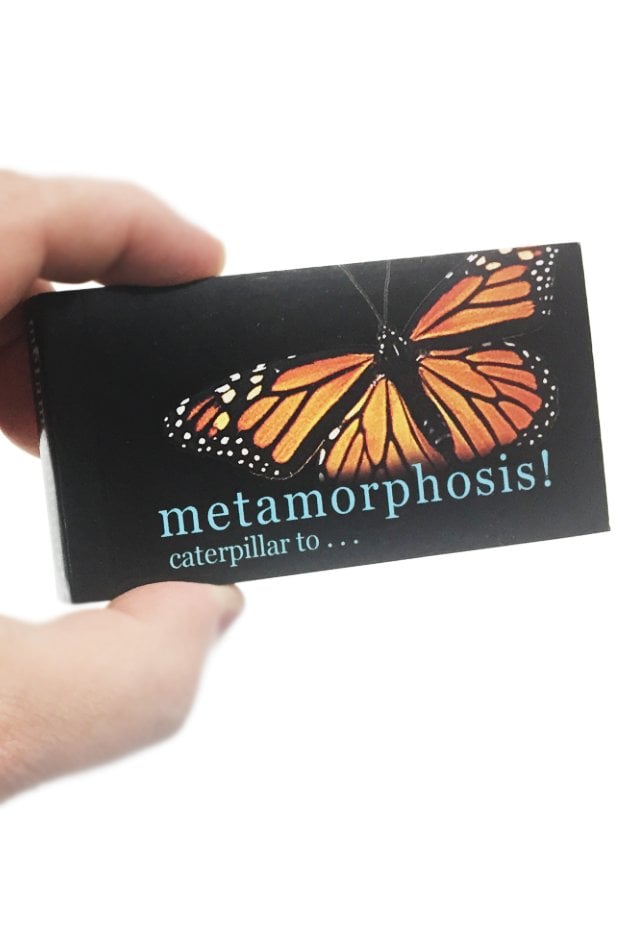 TTA5613-Butterfly-Metamorphosis-Flip-Book-02