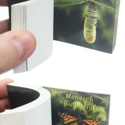 TTA5613-Butterfly-Metamorphosis-Flip-Book-03